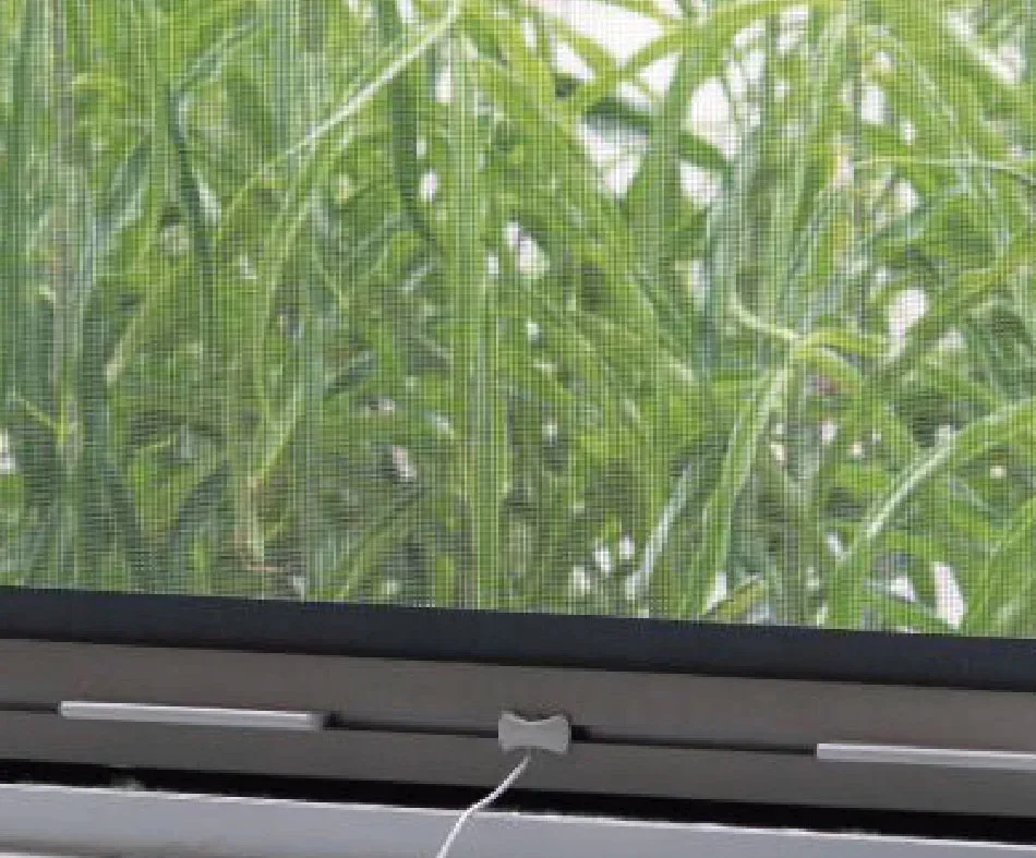 mosquitera